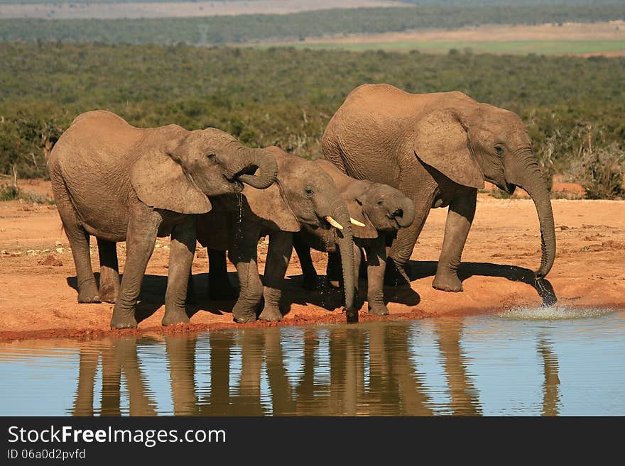 Elephants drinking at a waterhole in Addo Elephant National Park in South Africa. Elephants drinking at a waterhole in Addo Elephant National Park in South Africa.