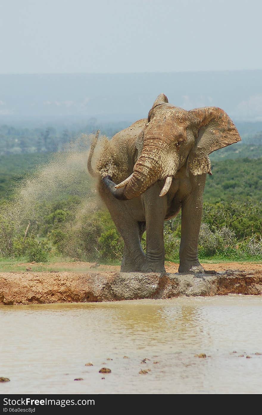 Bull elephant spraying water and mud over his back in South Africa.