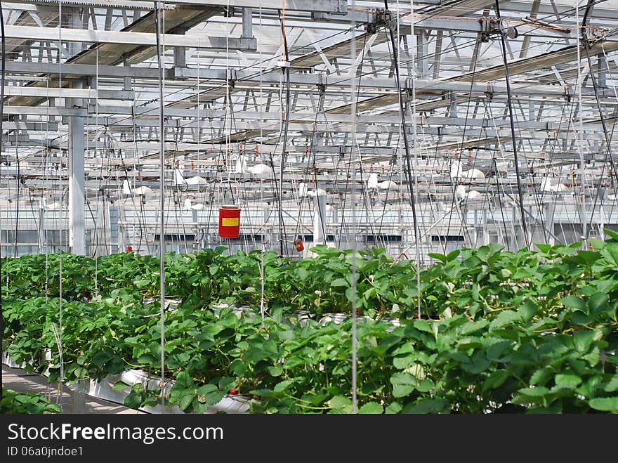 At sunny day ,in strawberry farm.