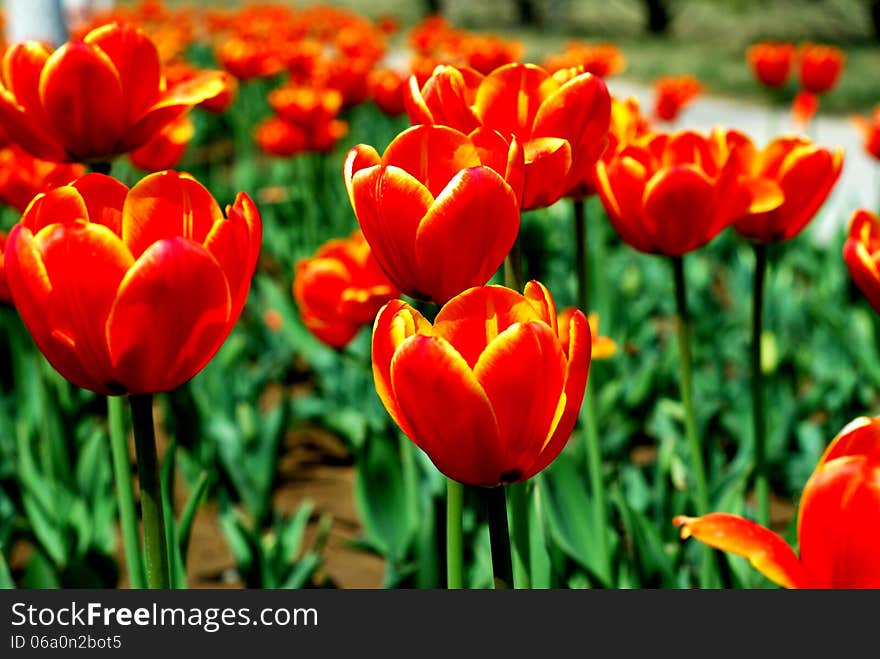 Most red tulips in garden