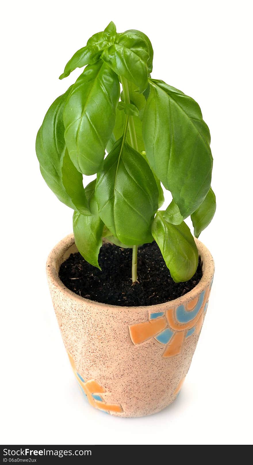 Growing young sweet basil plants in green bucket isolated on white