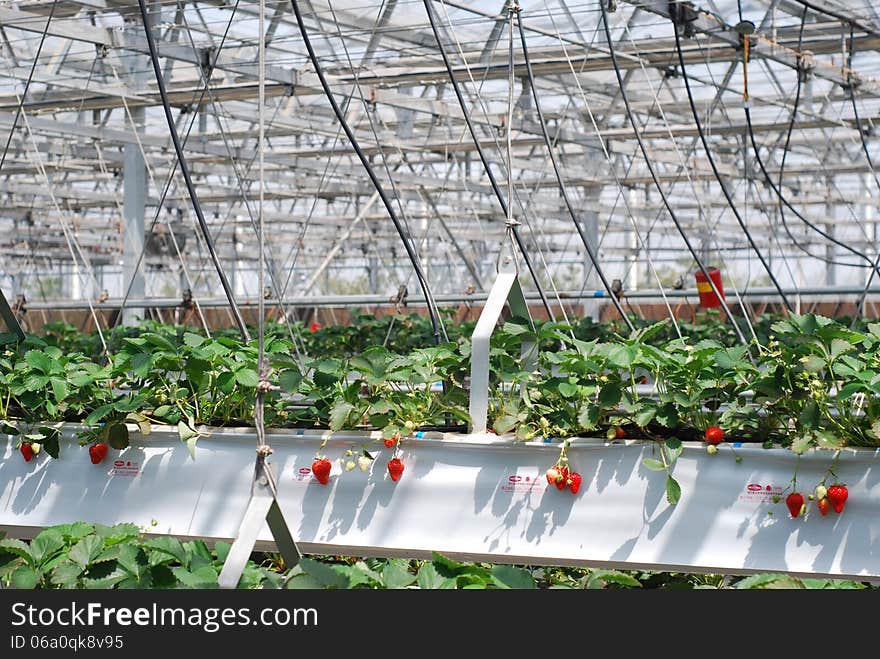 At sunny day ,in strawberry factory.