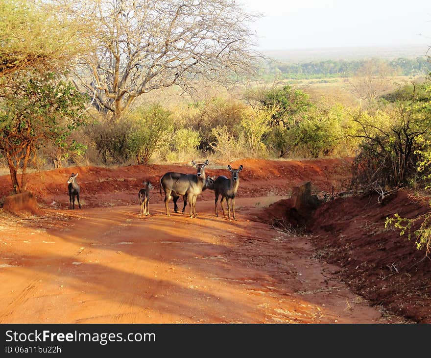 A family of antelopes stand up on a dirt patch in the savannah during a safari. A family of antelopes stand up on a dirt patch in the savannah during a safari