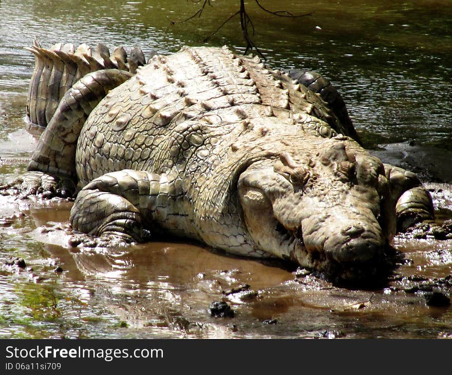 A big african crocodile stands on a muddy river bank in the savannah of Kenya. A big african crocodile stands on a muddy river bank in the savannah of Kenya