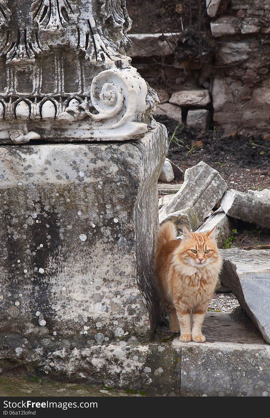 Cat in Ephesus