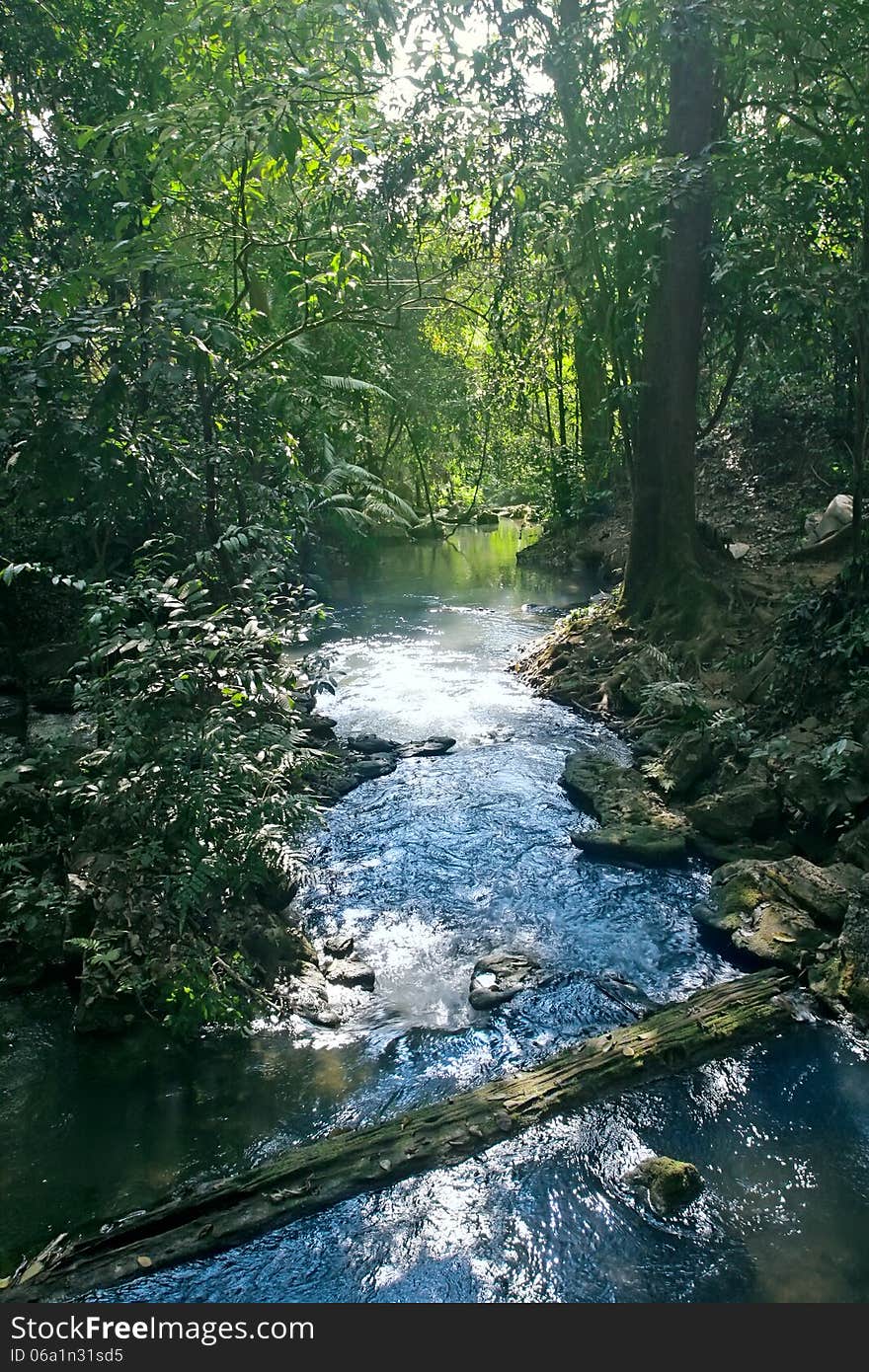 Stream Flowing In Lush Tropical Forest