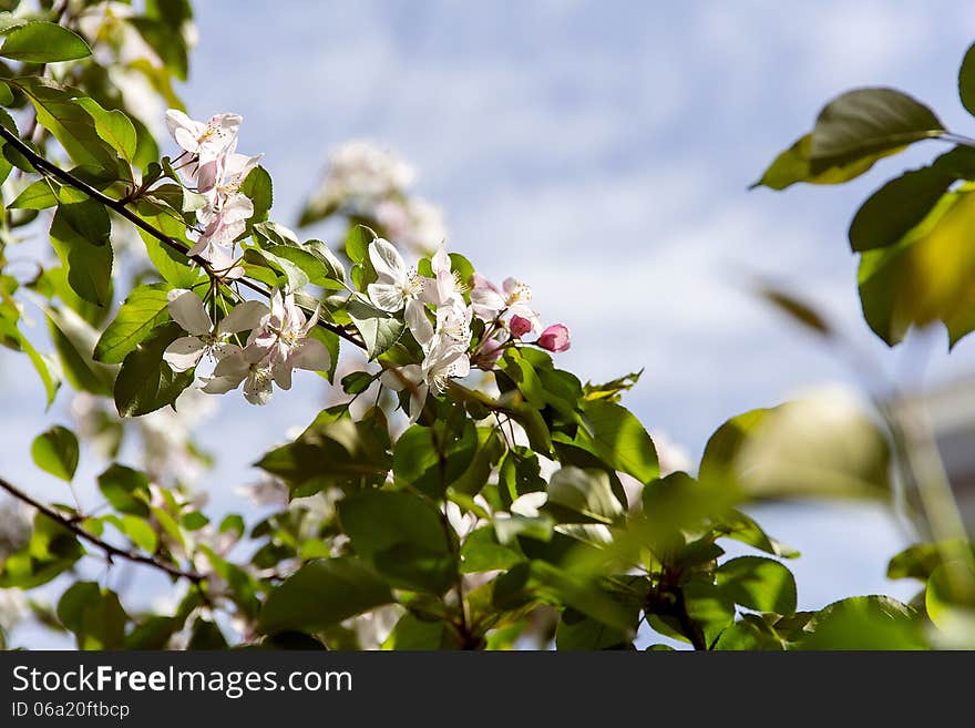 Apple white rose blossom in sunny bright day. Apple white rose blossom in sunny bright day