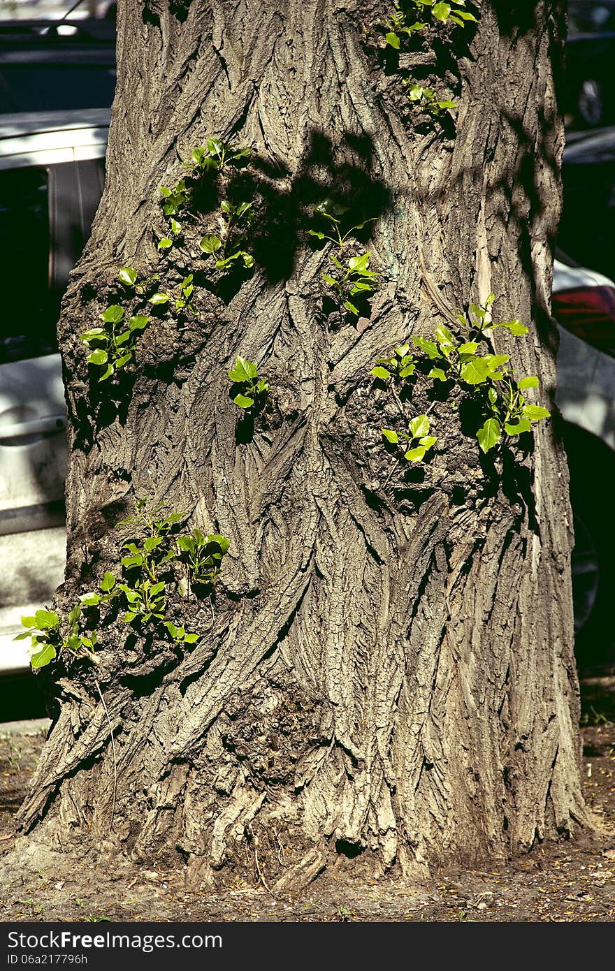 Seedlings at the old tree