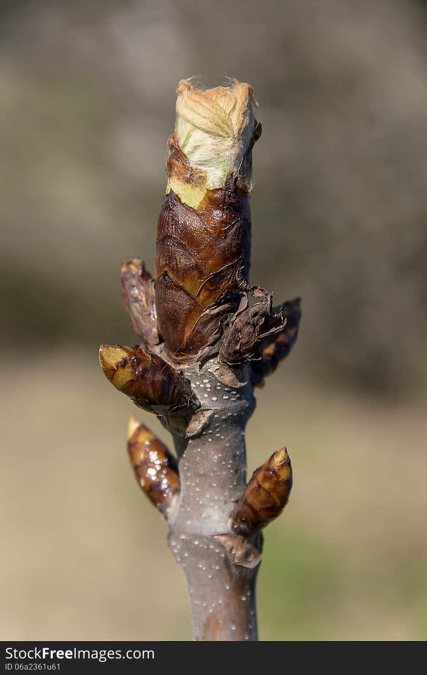 Chestnut Bud