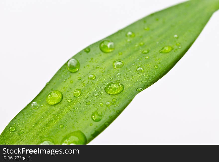 Water drops on Bamboo leaf