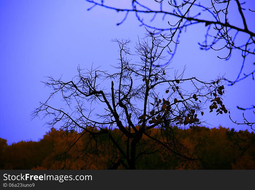 Autumn blue twilight of red and dark trees & sky. Autumn blue twilight of red and dark trees & sky