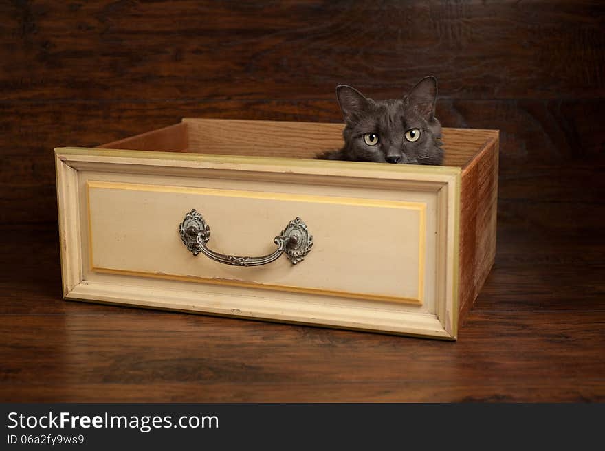 Studio shot of a gray Nebelung cat peeking out of a vintage yellow drawer. The Nebelung is a rare breed, similar to a Russian Blue, except with medium length, silky hair. Studio shot of a gray Nebelung cat peeking out of a vintage yellow drawer. The Nebelung is a rare breed, similar to a Russian Blue, except with medium length, silky hair.