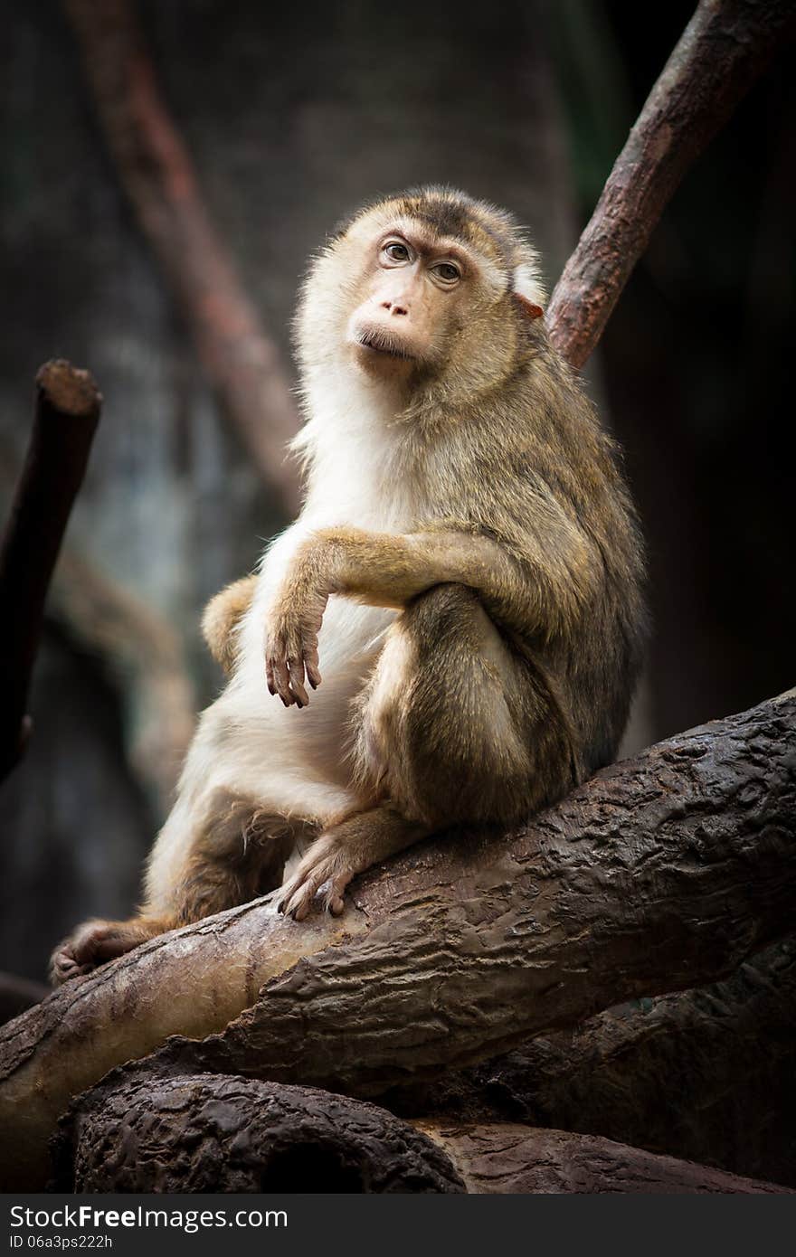 Monkey in tropical pavilion.