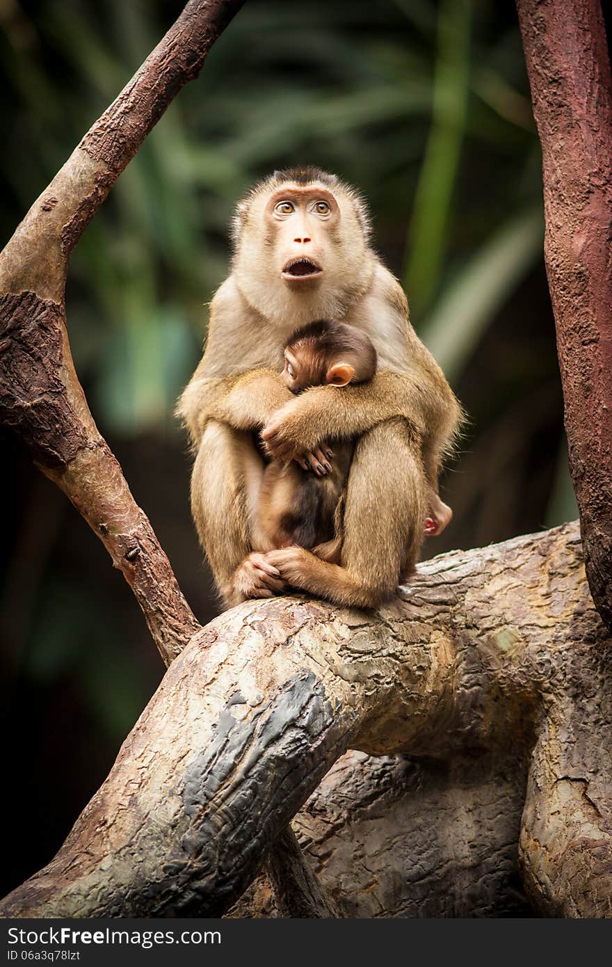 Monkey in tropical pavilion.