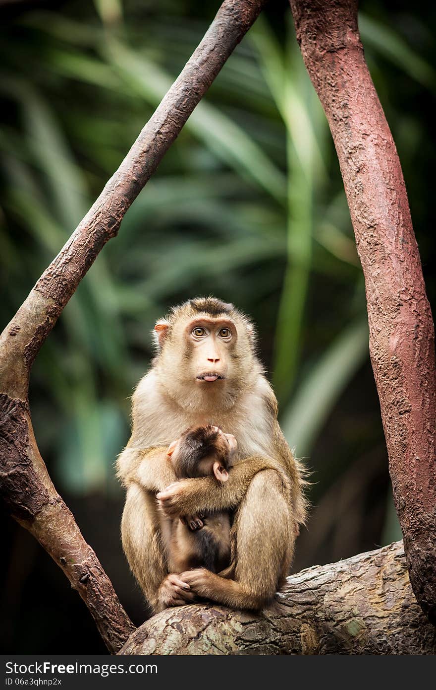 Monkey in tropical pavilion.