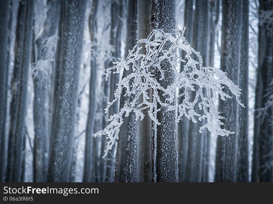 Landscape With Snow