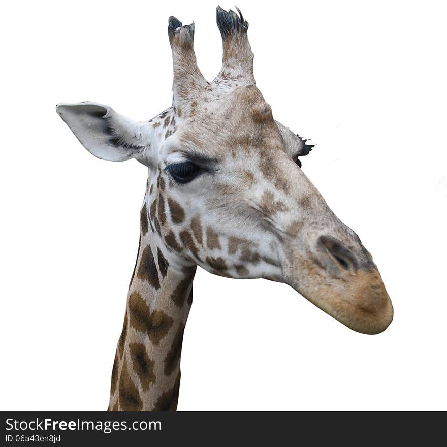 Head of a giraffe on a white background