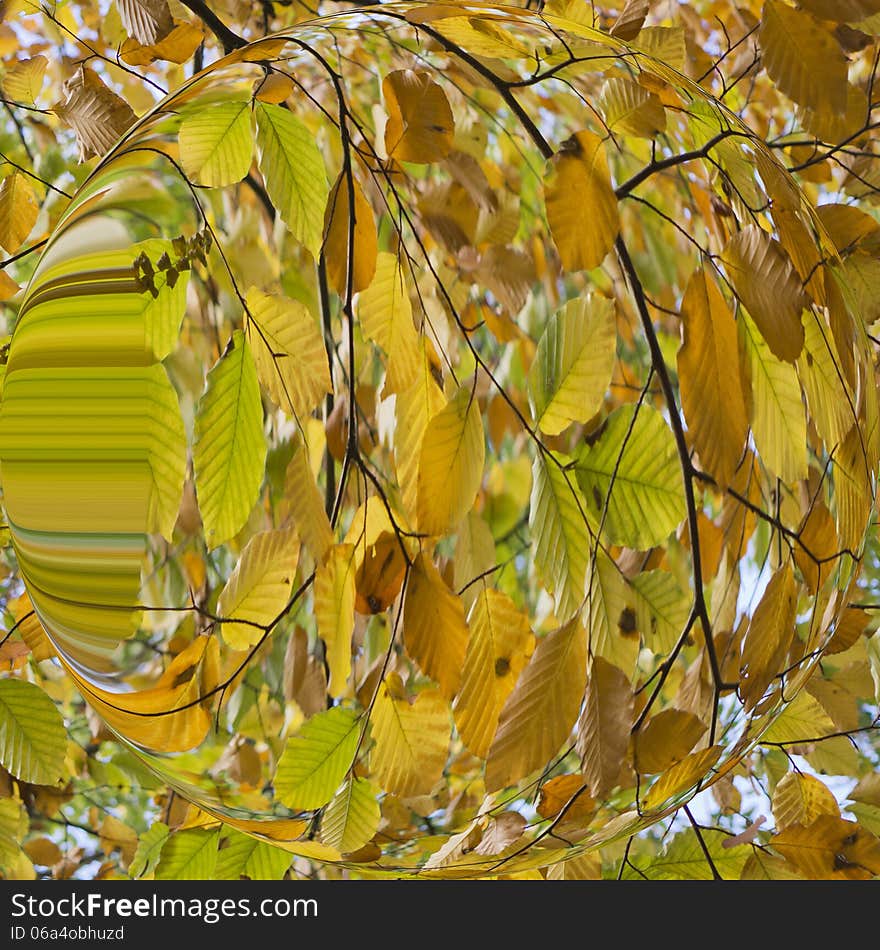 Autumn leaves in a glass ball