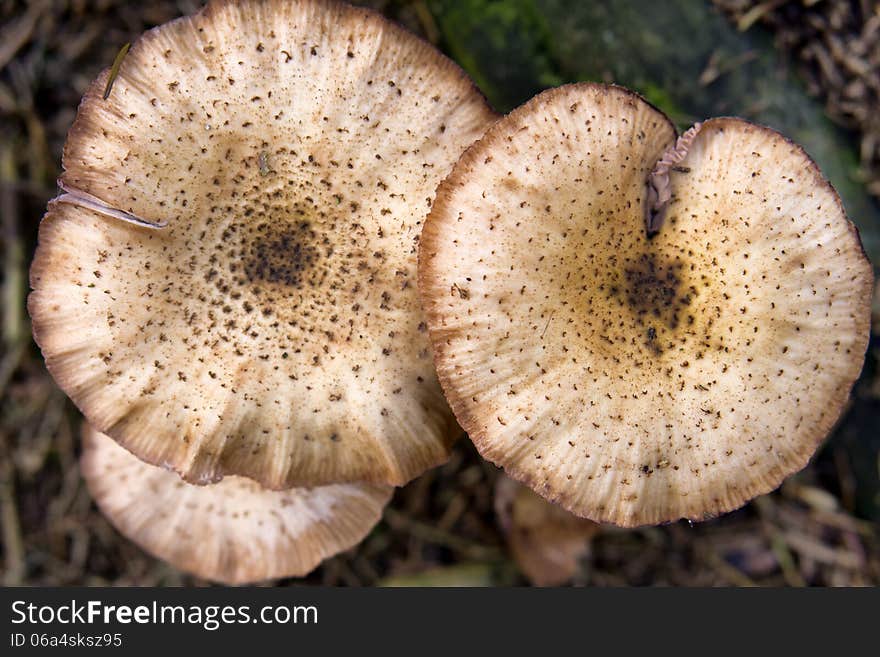 Group of beautiful mushrooms