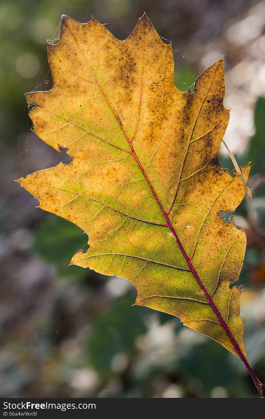 Sun shining through an autumn leave of an oak