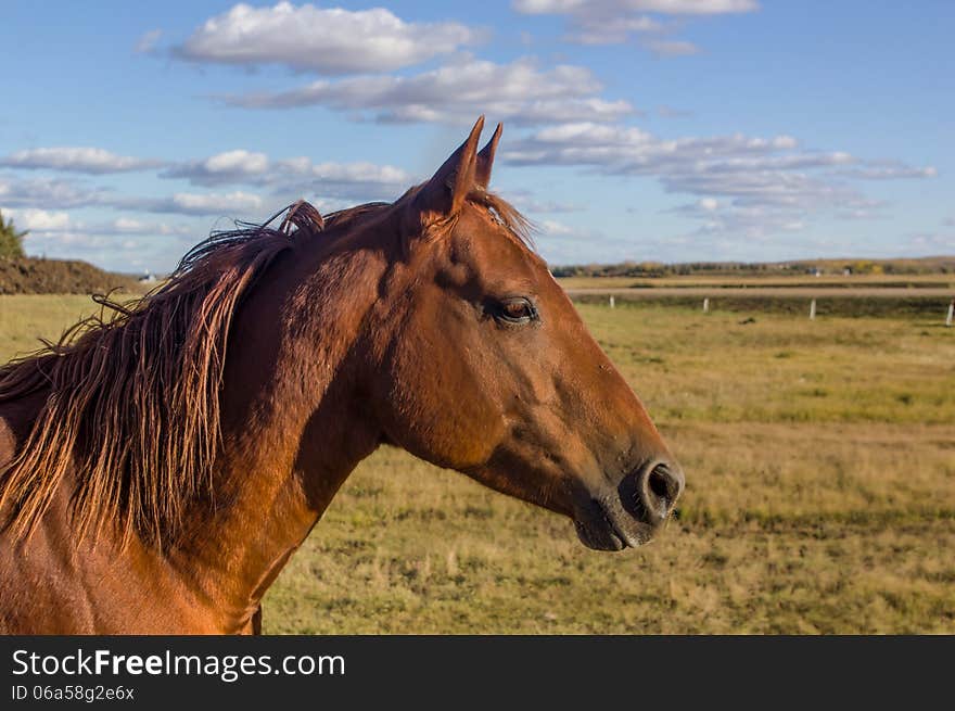 Brown horse in the evening sun