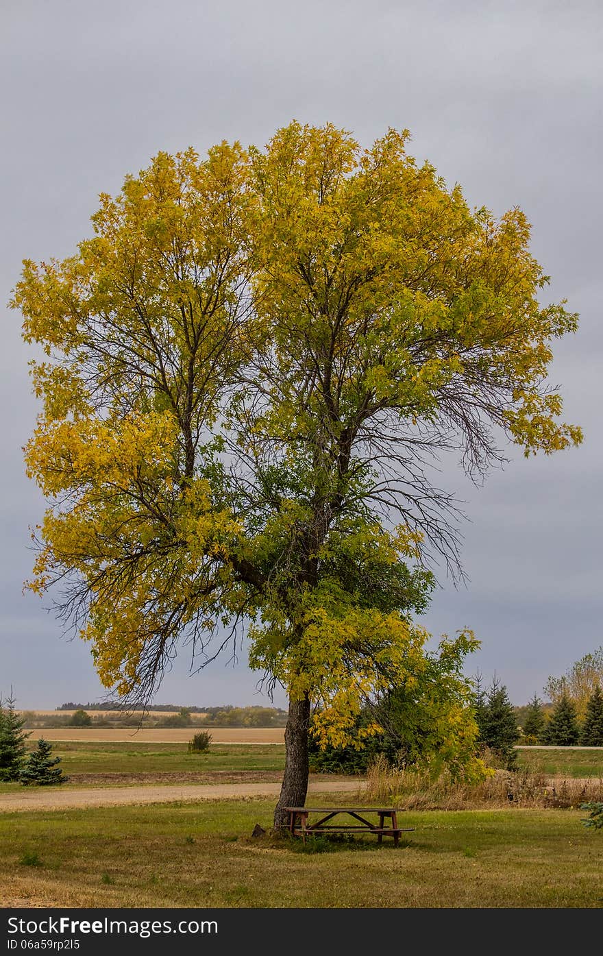 Fall tree with picnic table underneath