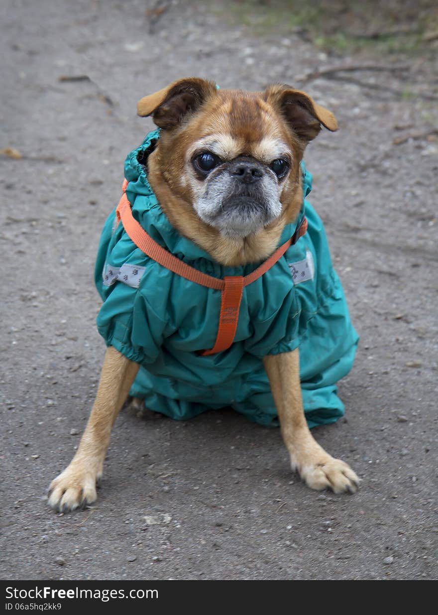 BRUSSELS GRIFFON