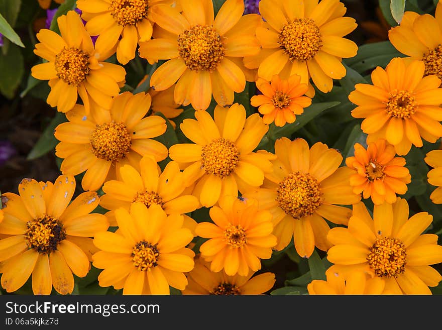 Yellow flower in the garden in Thailand.Flora