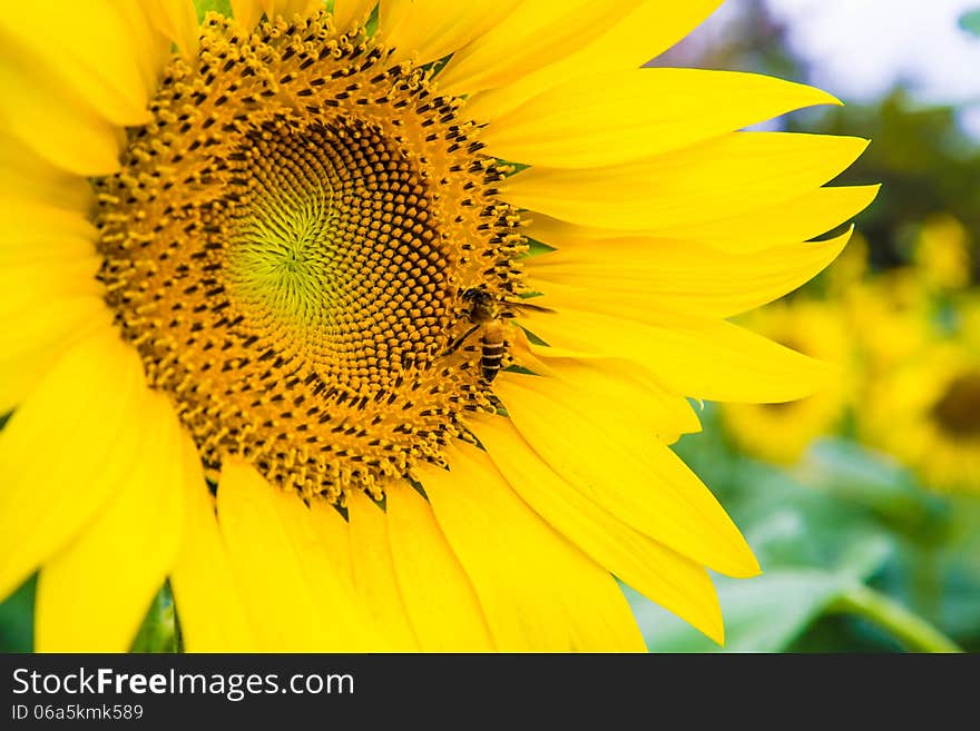 Sunflower and a bee on the sunflowers field. Sunflower and a bee on the sunflowers field