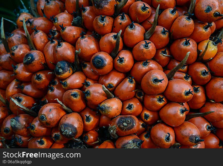 Ripe palm fruit ready to extract oil and other. Background.