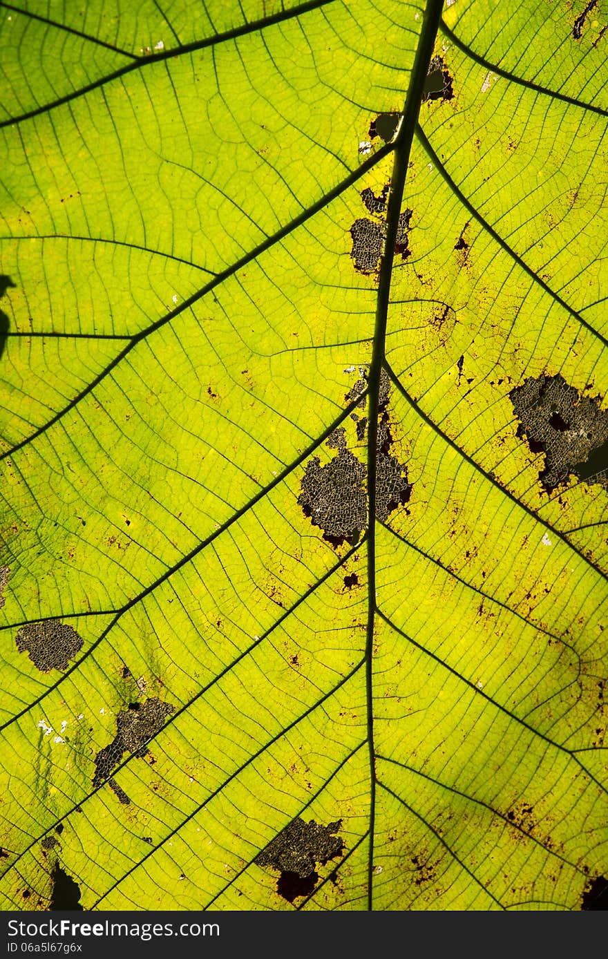 The leaf closeup image for background,framework. The leaf closeup image for background,framework