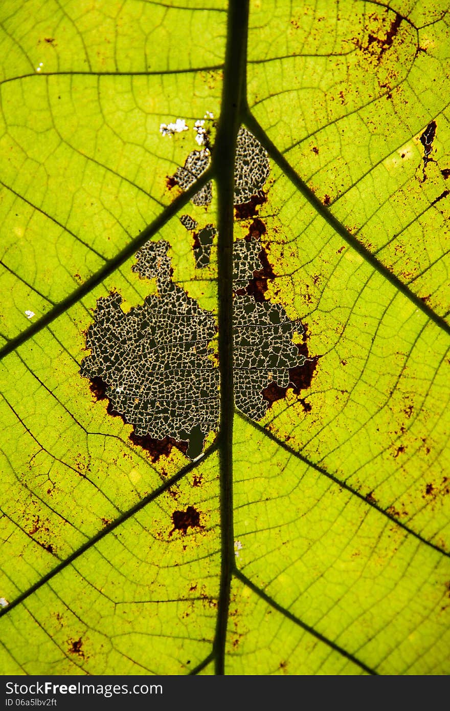 The leaf closeup image for background,framework. The leaf closeup image for background,framework