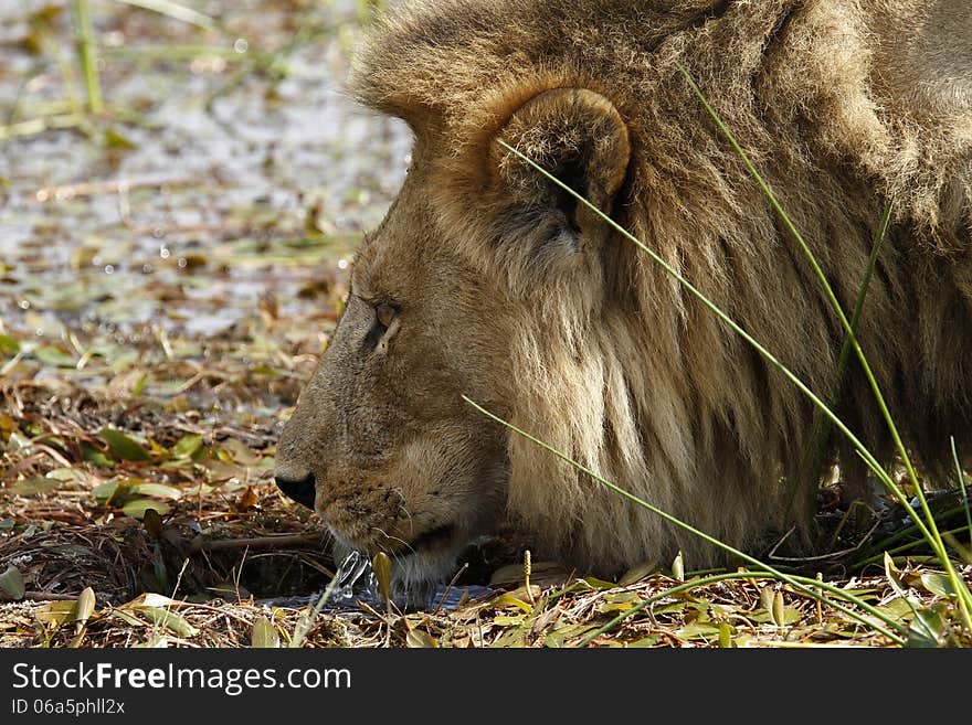 When lions drink their tongue rolls backwards the opposite to ours. When lions drink their tongue rolls backwards the opposite to ours.