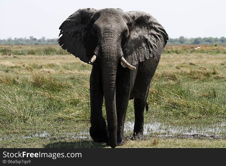 Female elephants can be very unpredictable & dangerous. All tourists are advised to keep their distance. Female elephants can be very unpredictable & dangerous. All tourists are advised to keep their distance.