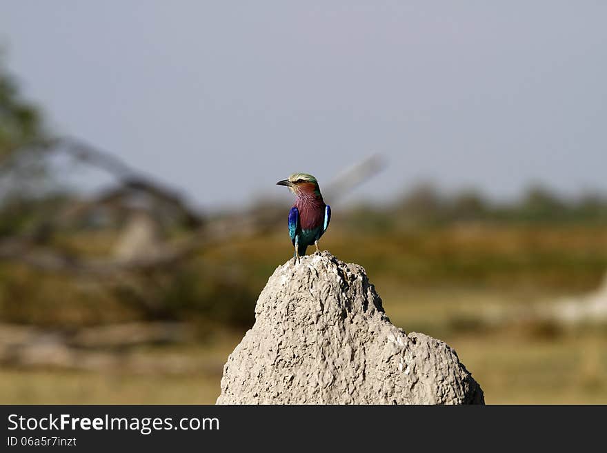 Lilac-breasted Roller