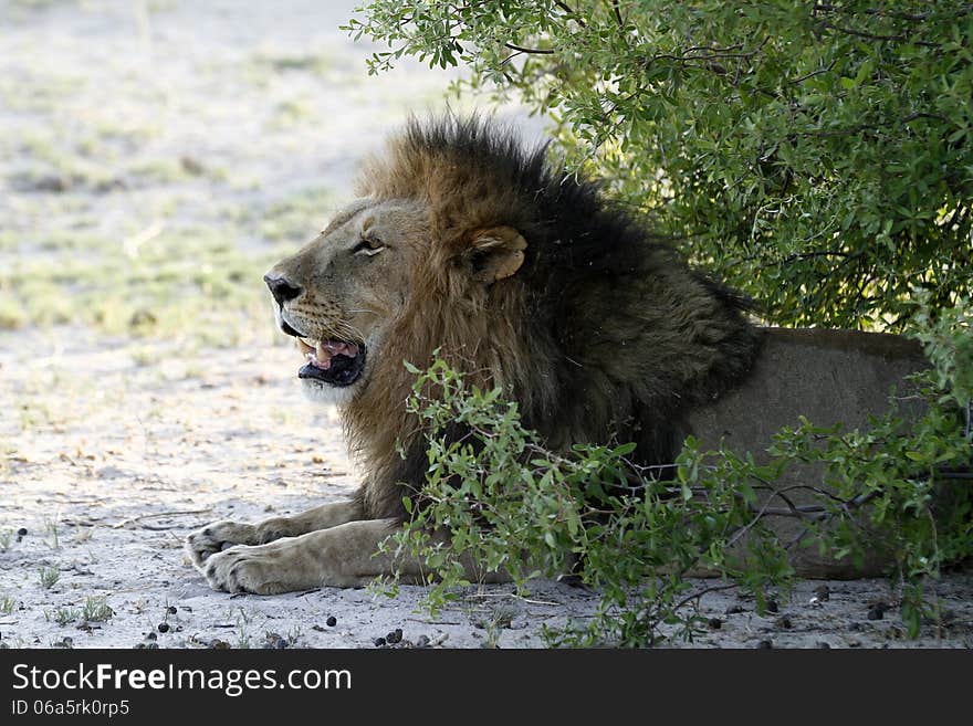 African Male Lion