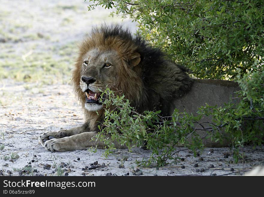 African Male Lion, these are what the tourists come to see. African Male Lion, these are what the tourists come to see