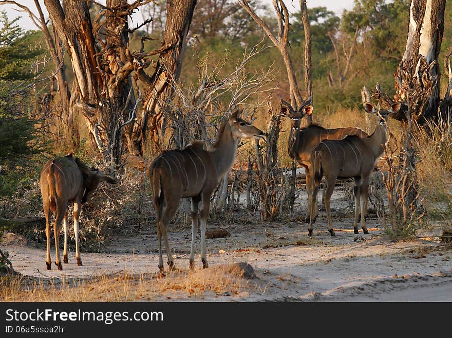 A Browsing Herd Of Kudu