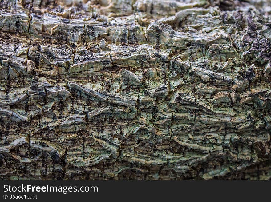 Grains on wood Bark, Syn ature Beautiful Orchid Pleurothallis Bulbophyllum thai Orchid