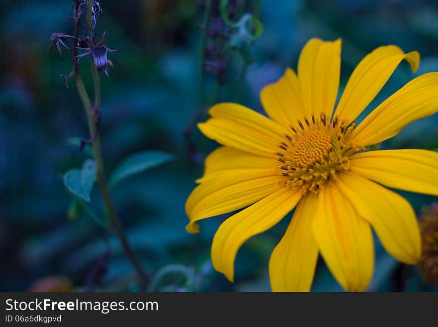 Mexican Sunflower Weed Sun Flower nature Beautiful Orchid Pleurothallis Bulbophyllum thai Orchid