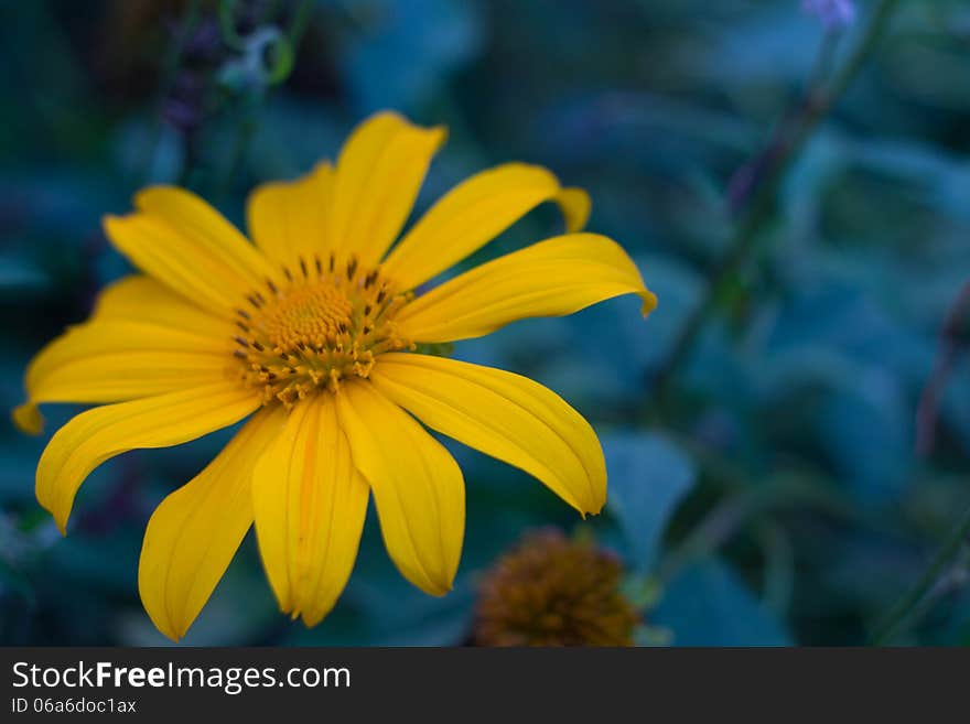 Mexican Sunflower Weed Sun Flower nature Beautiful Orchid Pleurothallis Bulbophyllum thai Orchid