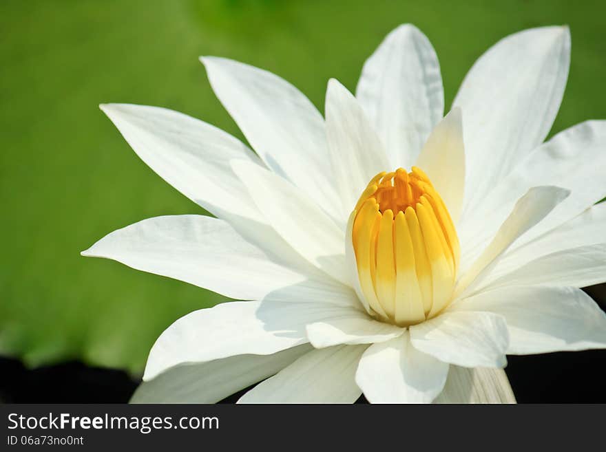 Lotus flowers on a green background