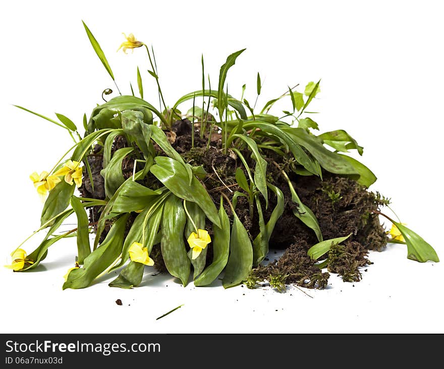 Plant with root ball of dirt against white background in studio. Plant with root ball of dirt against white background in studio.