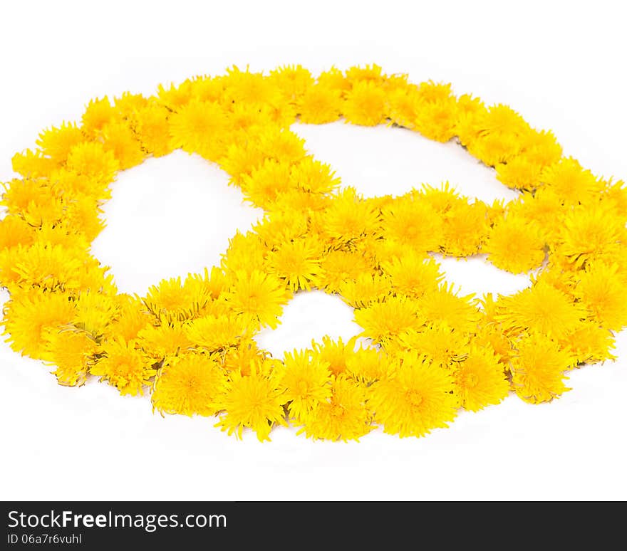 A peace symbol made from many fresh yellow dnadelion flowers against a white background. A peace symbol made from many fresh yellow dnadelion flowers against a white background.