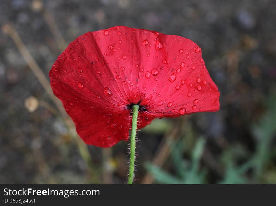 Rain drops on underside of Poppy, isolated. Rain drops on underside of Poppy, isolated