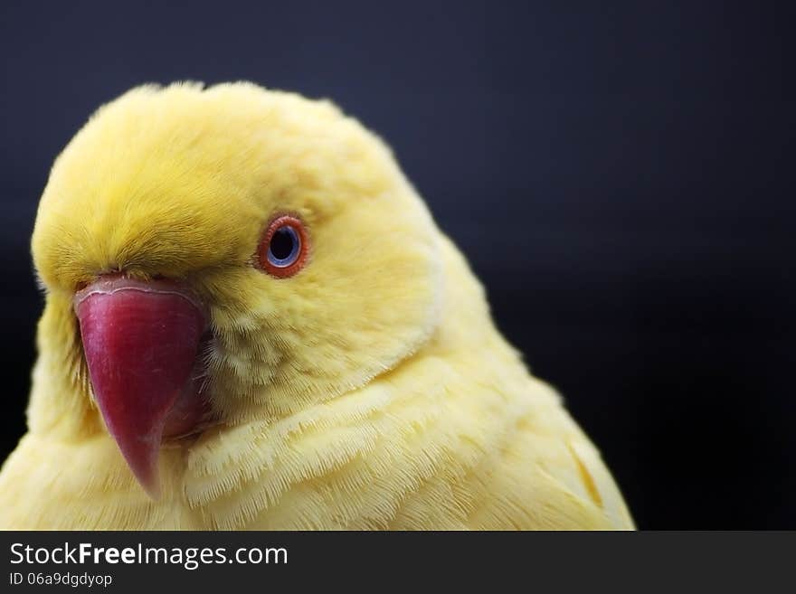 Yellow Parrot