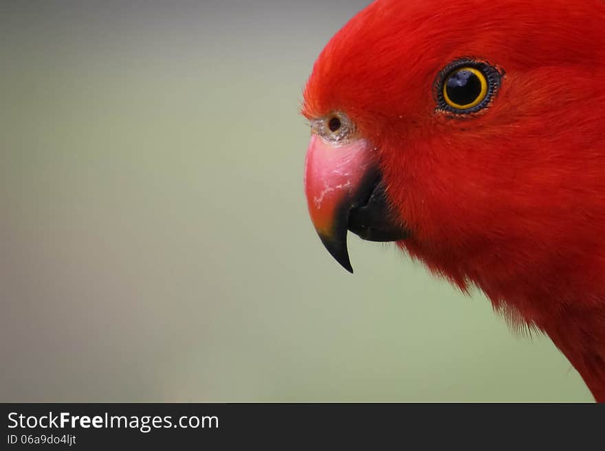 An austalian king parrot in profile. An austalian king parrot in profile