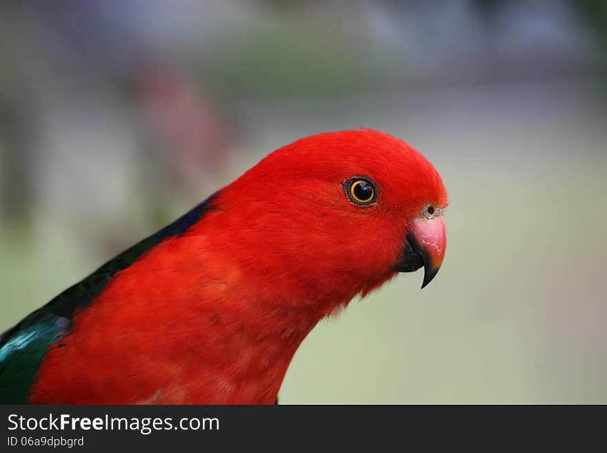 An austalian king parrot in profile. An austalian king parrot in profile