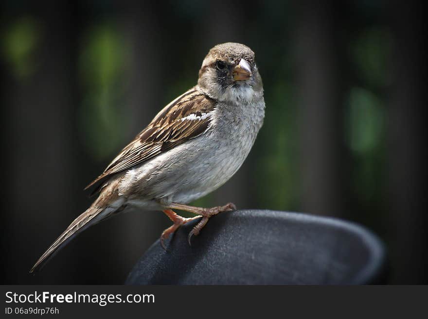 Sparrow