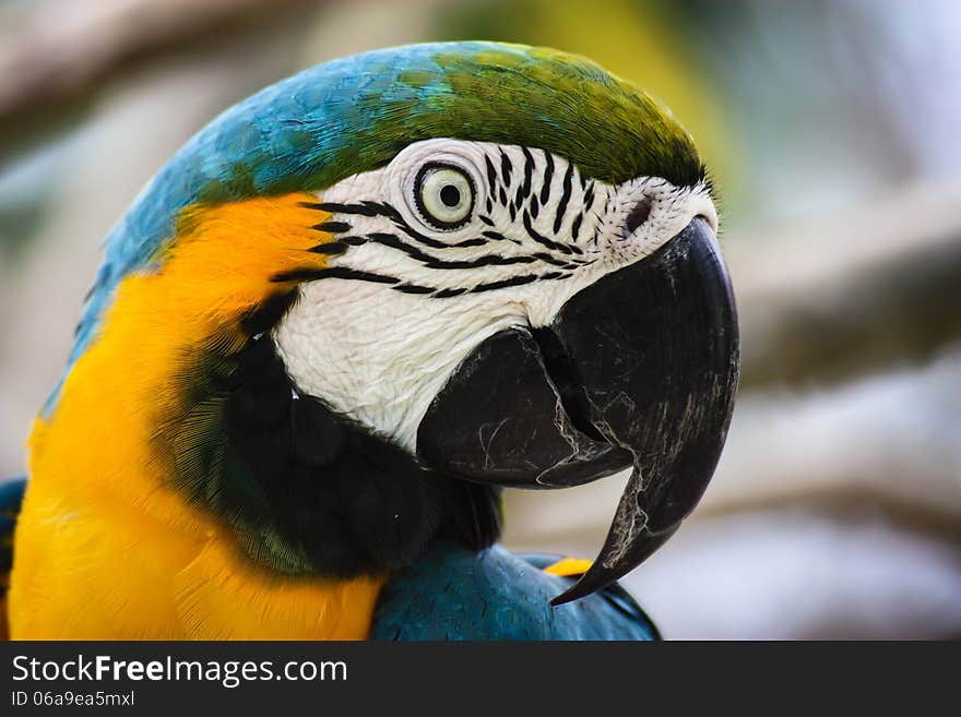 A blue and yellow macaw parrot